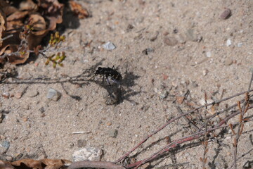 Dünen-Sandlaufkäfer