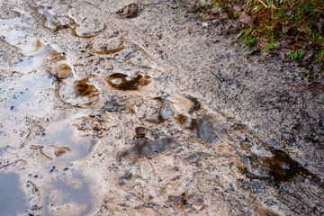 View of a muddy footpath in woodland