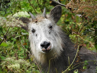 病気の二ホンカモシカ