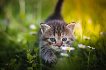 Angry newborn tabby black and grey cat discovering new beauties in the garden in the taller grass and demanding attention. Roar. Sunset with a kitten. Vintage style