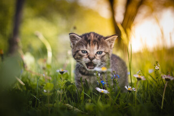 Naklejka na ściany i meble Angry newborn tabby black and grey cat discovering new beauties in the garden in the taller grass and demanding attention. Roar. Sunset with a kitten. Vintage style