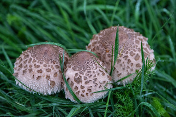 Rodzinka grzybów  © Bogusaw