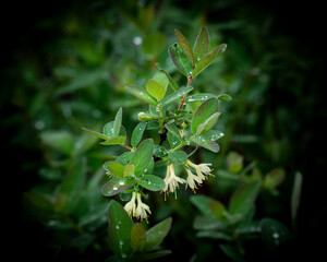 Zielone liście jako klimatyczne tło