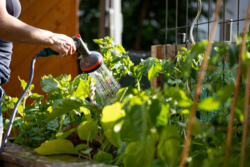 Urban gardening: Watering fresh vegetables and herbs on fruitful soil in the own garden, raised bed. - 507454592