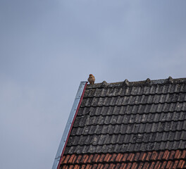 Sowa odpoczywająca na dachu