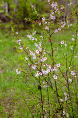 Pink flowers of the blooming shrub of the Far Eastern cherry in spring