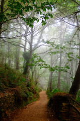 The woods outside of Portomarin