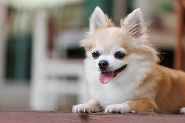 brown chihuahua dog is sitting on the floor.