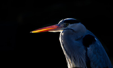 Grey heron backlit