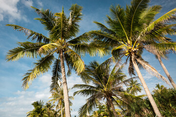 View of a couple of palm trees from below - blue sky - Vietnam