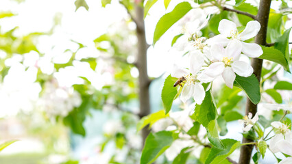 blossoming apple trees in the garden, harvest, pollination, horticulture