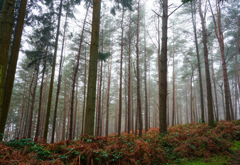 Obraz premium View in to a misty pine forest