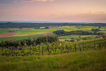 Obraz premium Der Lienzinger Weinberg