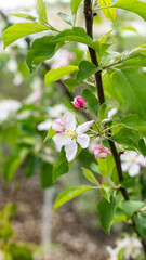 blossoming apple trees in the garden, harvest, pollination, horticulture