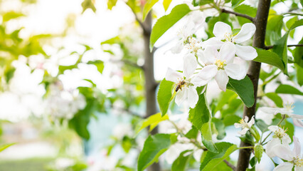 blossoming apple trees in the garden, harvest, pollination, horticulture