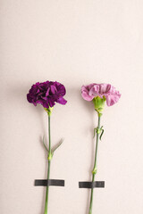 Contemporary composition of two fresh pink and purple flowers with pieces of black tape on white background, copy space