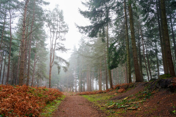View in to a misty pine forest