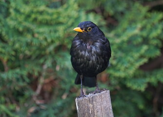 blackbird in the garden,amsel im garten