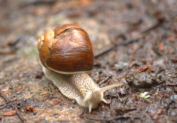 snail on a leaf