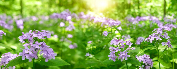 beautiful violet Lunaria rediviva flowers blossoming in forest, natural green background. Lunaria rediviva (Perennial honesty) decorative wild perennial herbaceous plant. spring summer season. banner