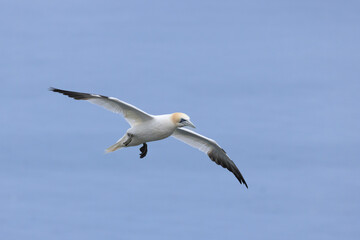 Fototapeta na wymiar European gannet (Morus bassanus) flying against blue sky at Bempton Cliffs, a nature reserve run by the RSPB, at Bempton in the East Riding of Yorkshire, England