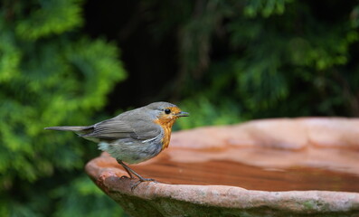 robin in the garden,rotkehlchen im garten