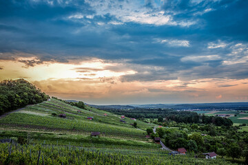 Der Lienzinger Weinberg