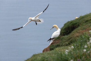 European gannet (Morus bassanus) lying on grass while another bird is flying at Bempton Cliffs, a nature reserve run by the RSPB, at Bempton in the East Riding of Yorkshire, England