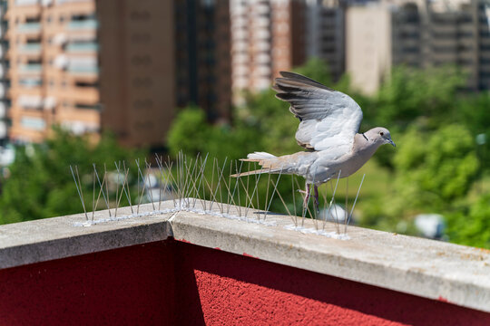 pigeon avoiding perching on the wall by having steel spikes installed to repel birds. Bird pest control concept