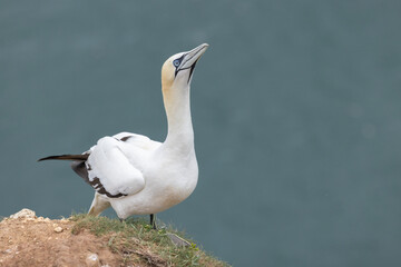 European gannet (Morus bassanus) standing with head up at Bempton Cliffs, a nature reserve run by...