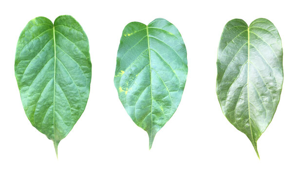 Isolated gurmar leaf or gymnema inodorum dencne leaf with clipping paths.