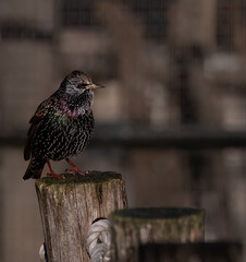 Starling on wooden post