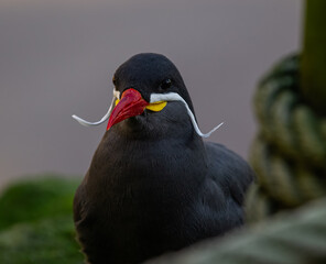 Inca tern head shot