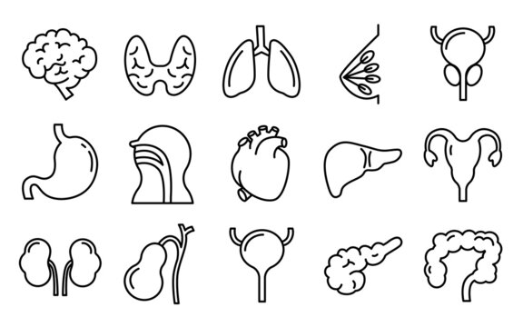 Icon set of organs and internal tissues.