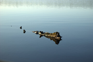 Dead trees in the middle of the artificially created lake. Natural forms of wooden fibers survived under the pressure of rains and ice.