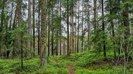forest in finland