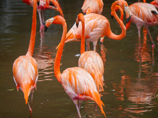 Caribbean flamingos also known as American flamingo (Phoenicopterus ruber) is a large species of flamingo relaxing in water river