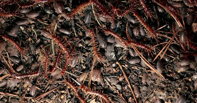 centipedes and woodlouses crawling around