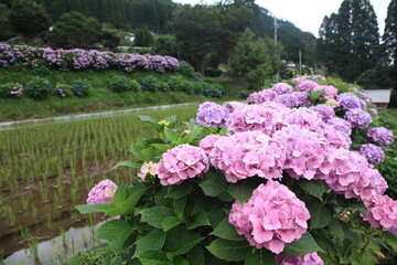 美しい紫陽花と田植え後の田園風景