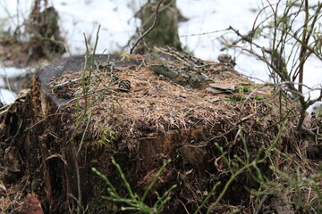 a stump with moss and vegetation in the forest in spring 