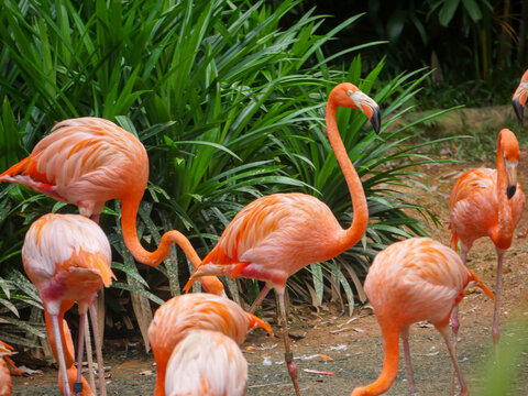 Caribbean flamingos also known as American flamingo (Phoenicopterus ruber) is a large species of flamingo relaxing in water river