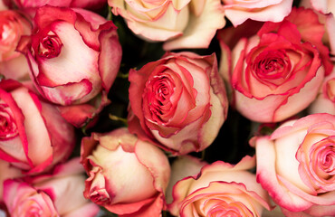 roses background