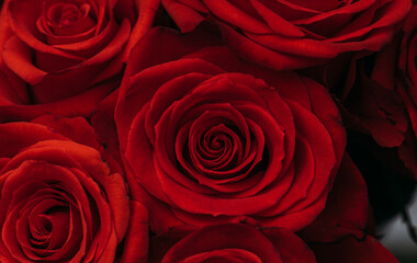 red roses background