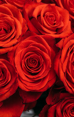 red rose petals. Rose flowers background. 