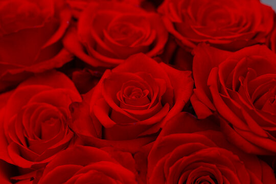 Valentine day. Sensual. Red rose flowers. 