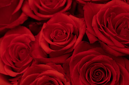 Valentine day. Red rose flowers. 