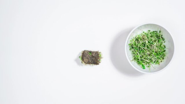 4k Scissors and a bowl appear near the green sprouts of microgreens. Useful shoots are cut for consumption. Concept of healthy products and proper nutrition. White background. Stop motion animation.