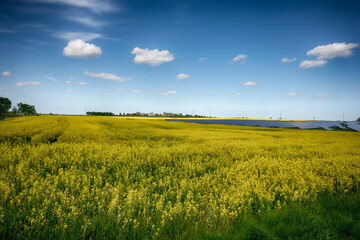 Fototapeta premium Solar power battery plant on the field. Alternative electricity generation technologies.