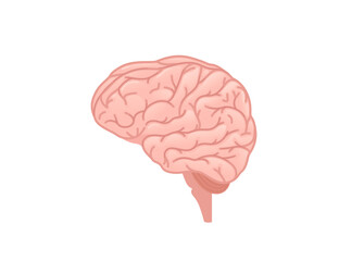 Human brain cartoon design human organ vector illustration on white background