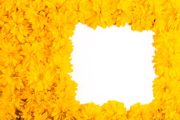 Isolated frame and border of bright yellow spring flowers close-up. Summer and spring blooming yellow flowers. Bright floral card. Gardening, botany, texture and flora concept - beautiful flowers.